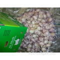 Normal White Garlic 2019 Jinxiang